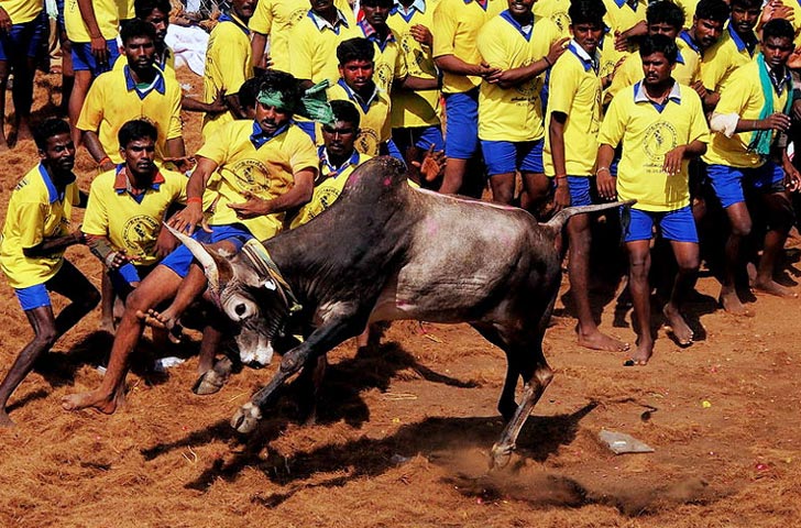 বিগত ২০ বছরে ‘জাল্লিকাট্টু’তে অংশগ্রহণ করে দুর্ঘটনায় দু’শোরও বেশি মানুষ প্রাণ হারিয়েছেন।