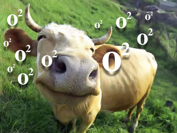 'Cow takes in oxygen and also releases oxygen', I know it from a science journal dgtl