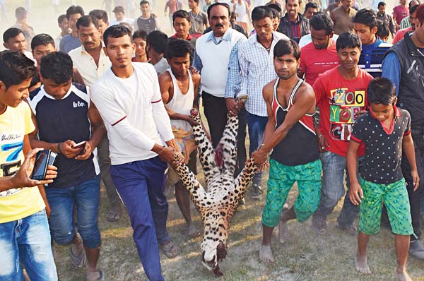 পিটিয়ে মারা সেই চিতাবাঘের দেহ। আলিপুরদুয়ারের চাপাতলিতে।  মঙ্গলবার নারায়ণ দে-র তোলা ছবি।

