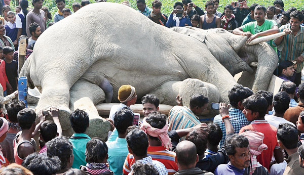 মৃত দাঁতালটিকে সরানোর তোড়জোড় চলছে। বুধবার কোদালিয়া গ্রামে অভিজিৎ সিংহের তোলা ছবি।