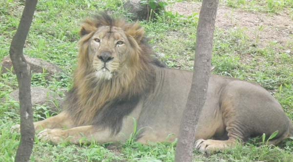 Alipore Zoo authority trying to bring an Indian lion from Junagadh Zoo