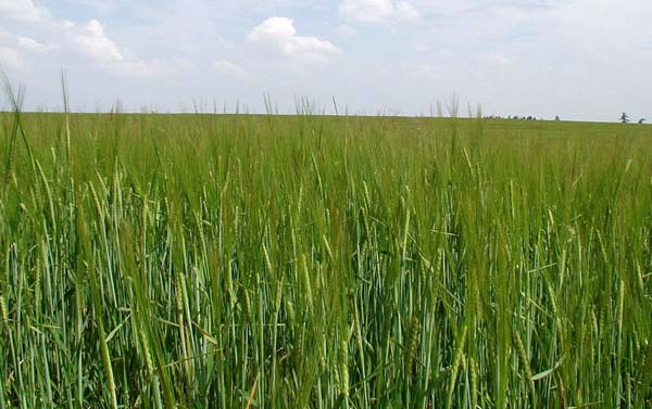 Marginal farmers are in crisis due to getting Fatwas to stop cultivation from TMC