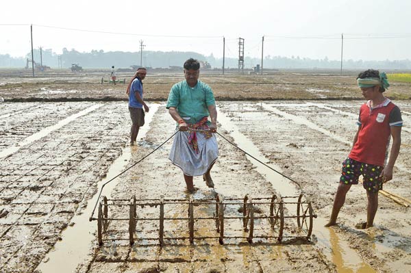 MLA Becharam Manna planted paddy seeds in that land of Singur