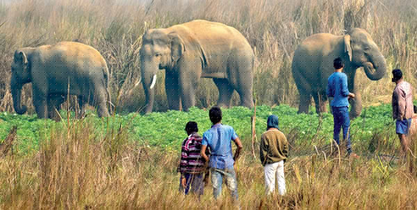 Elephant attack in Sainthia, 3 Injured