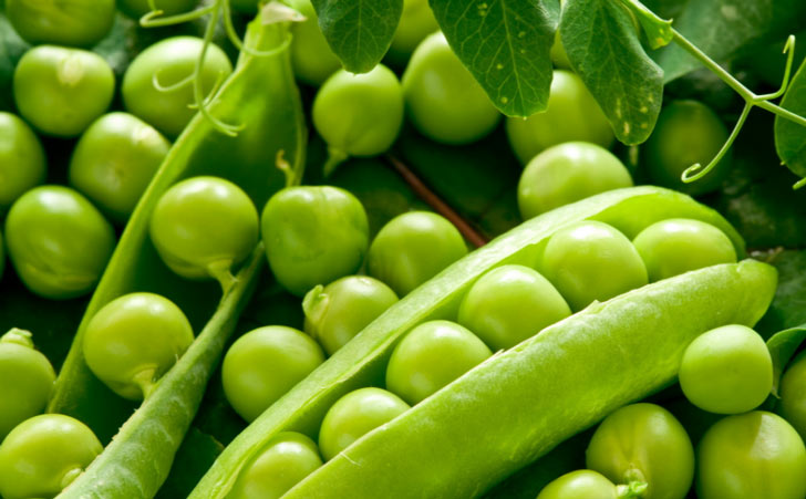 কড়াইশুঁটি: <br> কড়াইশুঁটি রক্তে চিনির মাত্রাকে স্থিতিশীল রাখে। গ্লুকোজ হল মস্তিষ্কের জ্বালানি। যদিও মস্তিস্ক গ্লুকোজ সংরক্ষণ <br> করতে পারে না, এটি শক্তির ক্রমাগত প্রবাহের উপর নির্ভর করে এবং মটরশুঁটি এটি দিতে পারে।