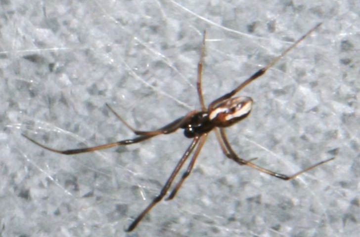 বিষধর মাকড়সার প্রজাতির মধ্যেও এর স্থান একেবারে উপরের দিকে।