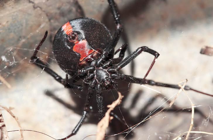 বিষাক্ত প্রজাতির মাকড়সাদের মধ্যে আকৃতির বিচারে রেডব্যাক স্পাইডারের স্থান সবচেয়ে শেষে। বিষাক্ত এই মাকড়সাটি লম্বায় মাত্র ০.৪ ইঞ্চি।