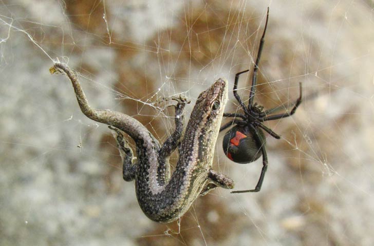 প্রতিবার প্রায় ২৫০টি করে বছরে অন্তত ২-৩ বার ডিম পাড়ে এই রেডব্যাক স্পাইডার।