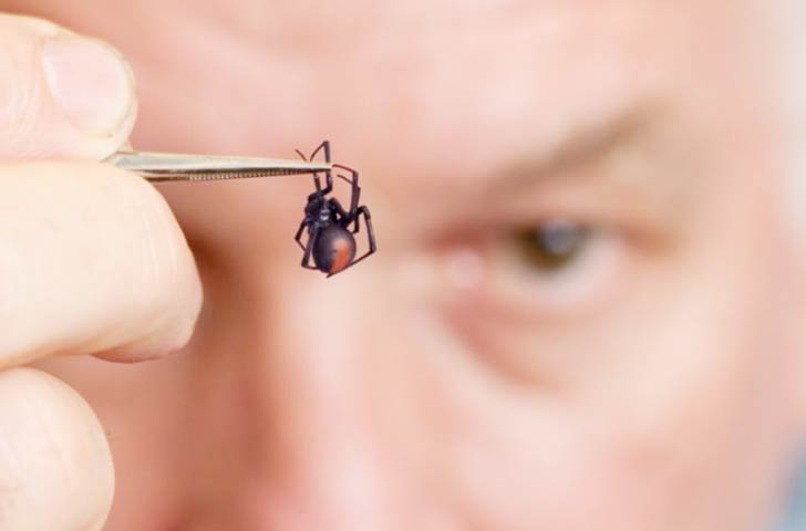 বিষাক্ত এই মাকড়সাটির প্রথম সন্ধান মেলে ১৮৭০ সালে। বর্তমানে অস্ট্রেলিয়া ছাড়াও নিউজিল্যান্ড, বেলজিয়ামেও এর দেখা মেলে।