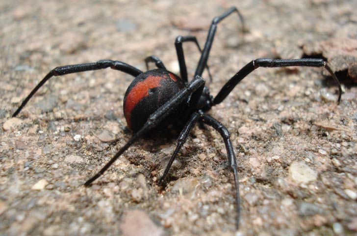 গবেষকদের মতে, একজন পূর্ণবয়ষ্ক মানুষকে ধরাশায়ী করার পক্ষে এই মাকড়সার বিষের ১৪ হাজার ভাগের মাত্র এক ভাগই যথেষ্ট!