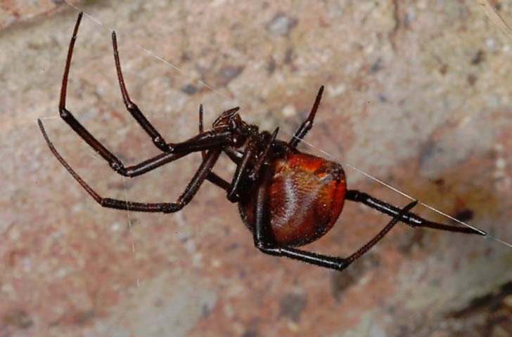 রেডব্যাক স্পাইডারের বিষের অ্যান্টি ভেনম ১৯৫৬ সালেই আবিষ্কৃত হয়েছে। এর পর থেকে এই মাকড়সার কামড়ে গুরুতর অসুস্থ হলেও মানুষের মৃত্যু খবর তেমন আর পাওয়া যায়নি।