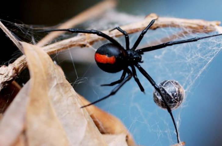 রেডব্যাক স্পাইডারের কামড়ে একজন পূর্ণবয়ষ্ক মানুষ প্রতিষেধক দেওয়ার পরও প্রায় ২৪ ঘণ্টা আচ্ছন্ন অবস্থায় থাকেন।