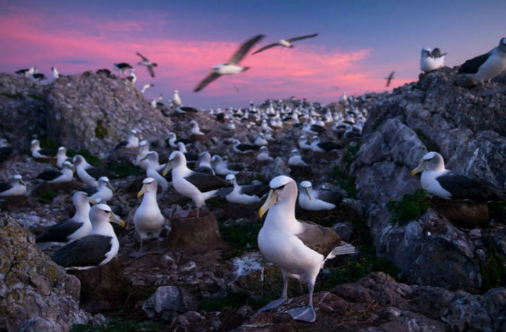 অ্যালবাট্রস দ্বীপ, তাসমানিয়া: <br> 
প্রাকৃতিক সম্পদে ভরপুর এই দ্বীপ। রয়েছে বহু বিলুপ্তপ্রায় প্রজাতির প্রাণীও। <br> এদের রক্ষা করতেই মানুষের বিচরণ একেবারেই মানা এই দ্বীপে।