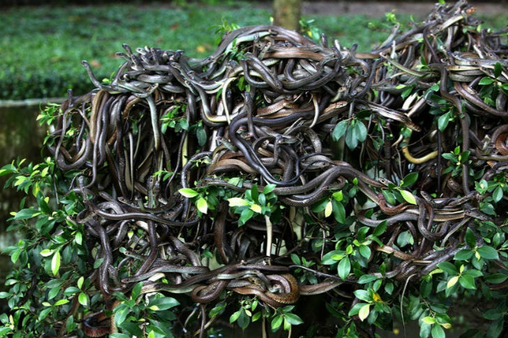 স্নেক আইল্যান্ড, ব্রাজিল: <br>
ব্রাজিলের সাও পাওলোতে অতলান্তিক সাগরের তীরে রয়েছে এই দ্বীপ। এই দ্বীপে রয়েছে প্রচুর গোল্ডেন ভাইপার। <br> তাই সাধারণ মানুষের প্রবেশ একেবারেই নিষিদ্ধ এই দ্বীপে।