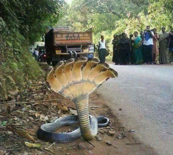 Fake images those trolled social media, see the original photos dgtl