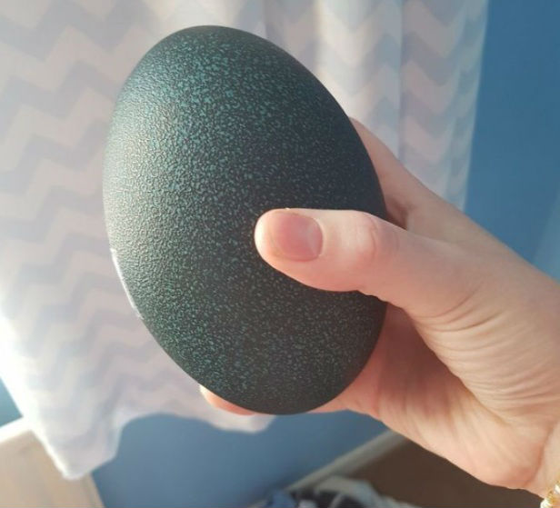 কেনার পর হঠাৎই ডিমটি ফোটানোর কথা মাথায় আসে। ডিমটি না খেয়ে রেখে দেন শার্লট।