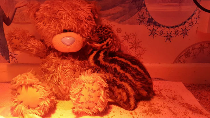 শার্লট এমুটির নাম রাখেন কেলভিন। তারপর থেকেই কেলভিন হয়ে ওঠে শার্লটের বাড়ির অন্যতম সদস্য।