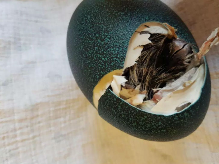 কেমন ছিল সেই অনুভূতি? শার্লট জানালেন, ‘‘এক সময় কেভিন ডিমের খোলস ঠোকরাতে শুরু করল। টানা <br> চার ঘণ্টা ডিমের সামনে বসেছিলাম। ওর জন্মের প্রত্যেকটা মুহূর্ত এনজয় করেছি।’’