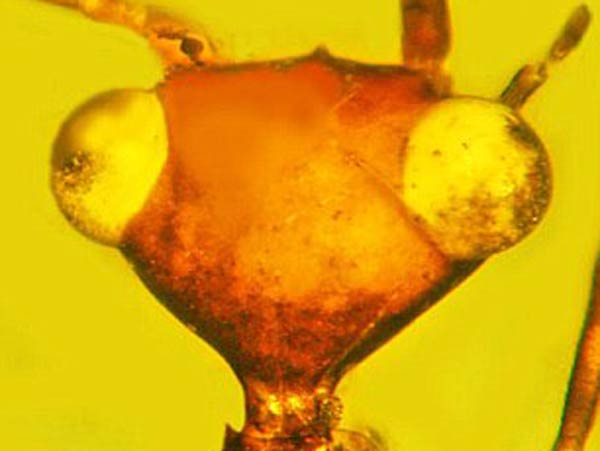 Hundred Million Year Old 'Alien' Insect Discovered-dgtlx