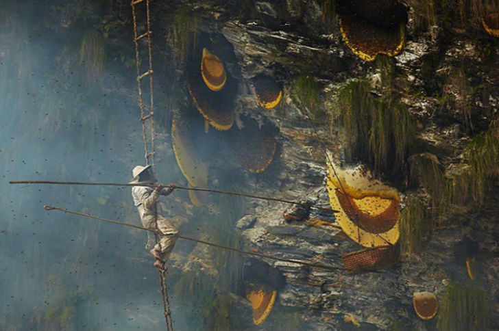 প্রধানত রডোডেনড্রন ফুলের মধুতেই থাকে এই উপাদান। তবে এরিকেসি গ্রুপের অন্যান্য গাছের মধুতেও পাওয়া যায় <br> এই ধরনের বিষাক্ত উপাদান। যাকে বলে গ্রায়ানোটক্সিন পয়জনিং বা রডোডেনড্রন পয়জনিং।