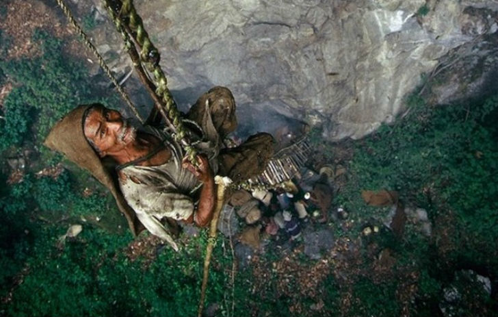 নেপালের গুরুঙ্গ উপজাতির অন্যতম পেশা হল পাহাড়ের খাঁজ থেকে এই মধু সংগ্রহ করে স্থানীয় বাজারে বিক্রি করা। <br> চিকিৎসা জগতে ড্রাগ হিসাবে ব্যবহৃত হয় এই গ্রায়ানোটক্সেন।