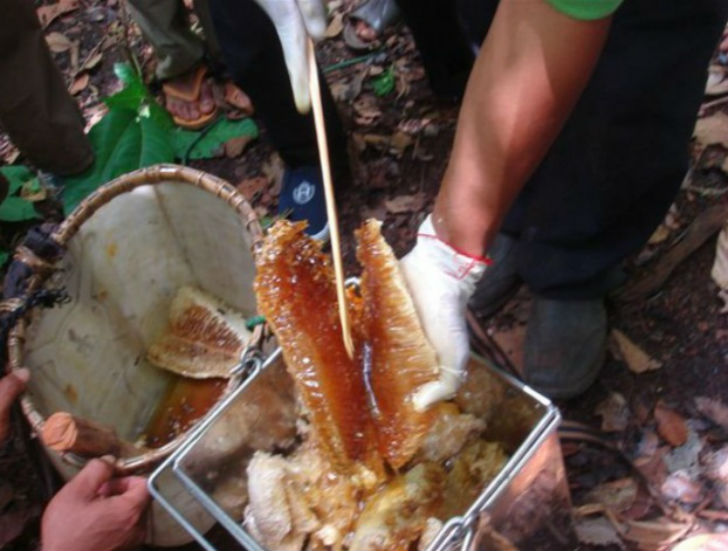 একটা সময় শত্রু বাহিনীর হাত থেকে রক্ষা পেতে ব্যবহার করা হত এই মধু। একবার শত্রুপক্ষকে খাইয়ে দিতে পারলেই কেল্লা ফতে!