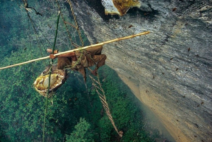 তবে এই মধু খেয়ে সাধারণত কেউ মারা যান না। মধু খাওয়ার তাৎক্ষণিক ফল হয় মারাত্মক। এর মধ্যে <br> থাকে হ্যালুসিনোজেনিক উপাদানও। এর ফলে মারাত্মক ঝিম ধরা ভাব আসে।