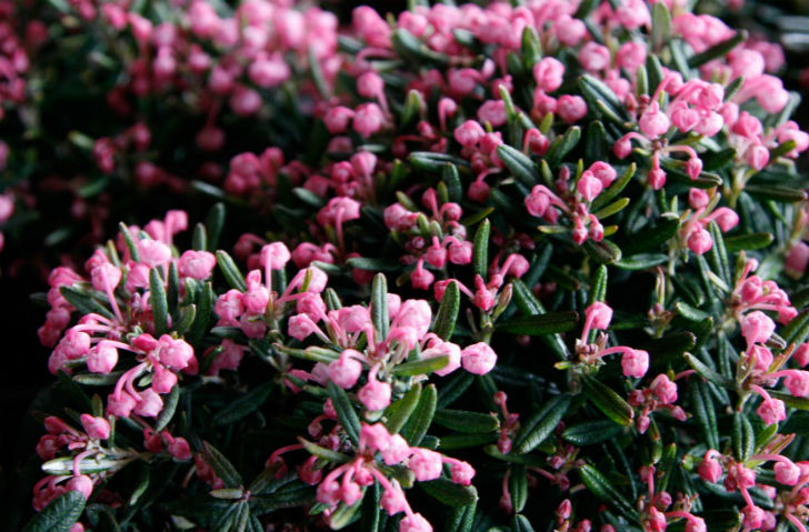 অ্যান্ড্রোমেডা পলিফোলিয়া গাছের গ্রায়ানোটক্সেন-এ এতটাই বিষাক্ত হয় যে তা খেলে পক্ষাঘাত পর্যন্ত হতে পারে। হতে পারে ভয়ঙ্কর শ্বাসকষ্টও।