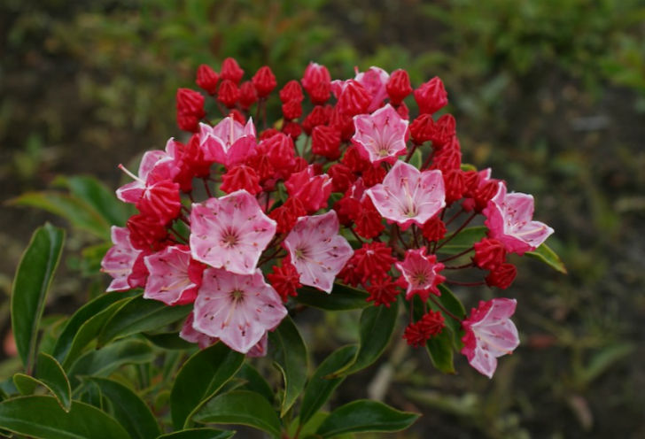 স্পুনউড বা কালমিয়া ল্যাটিফোলিয়া, শেপলরেল বা কালমিয়া অঙ্গুসটিফোলিয়া গাছের মধুও <br> একই রকম ক্ষতিকারক। এই মধুতেও থাকে প্যারালাইজিং এফেক্ট।
