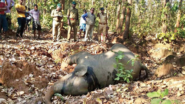 Dead body of an elephant rescued from Jhargram