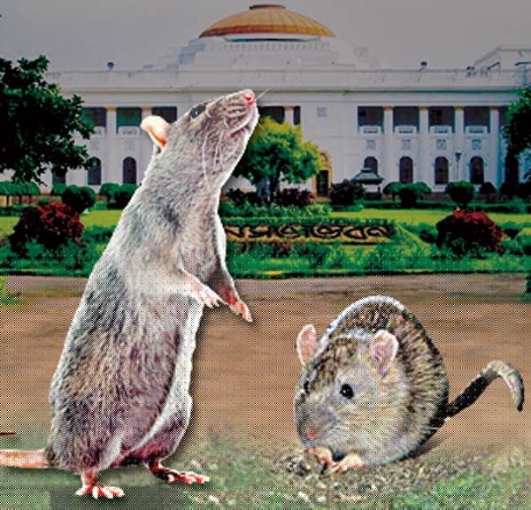 Bidhan Sabha Bhawan facing problems due to rat
