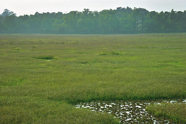 Migratory birds are not coming as day by day the ponds are becoming dry