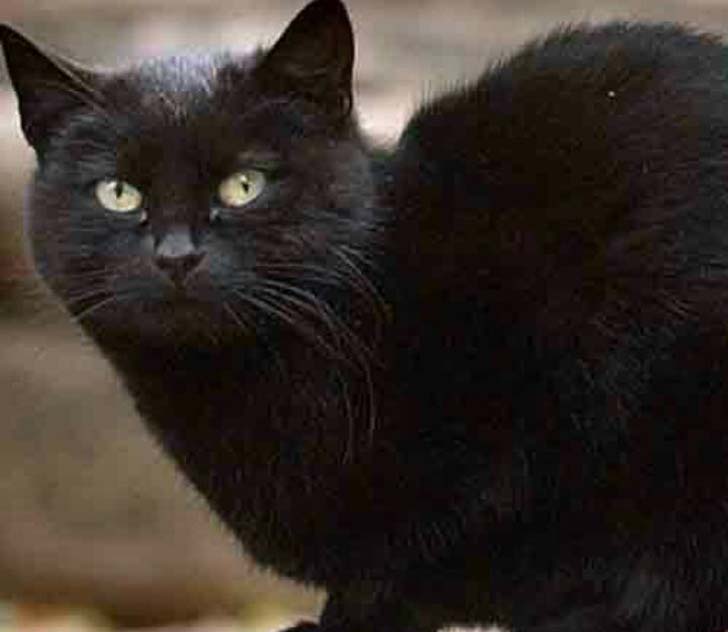 ব্ল্যাকি: <br> 
আড়াই কোটি ডলারের মালিক এই বিড়াল। মালিক বিন রিয়ার মৃত্যুর পর তাঁর সম্পত্তি পায় বিনের বেস্ট ফ্রেন্ড ব্ল্যাকি। <br> এখনও পর্যান্ত বিশ্বের সবচেয়ে ধনী বিড়াল হিসাবে গিনেস বুক অব ওয়ার্ল্ড রেকর্ডে নামও তুলেছে ব্ল্যাকি।