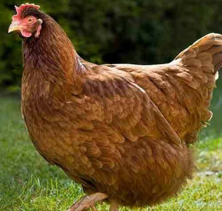 গিগো: <br> 
লাল পালকের এই মুরগিই ১ কোটি ডলার সম্পত্তির মালিক। জাতে সে স্কটল্যান্ডের ডাম্পি মুরগি। পাবলিশিং কোম্পানির <br> মালিক মাইলস গ্ল্যাকওয়েল ছিলেন গিগোর মালিক। তাঁর উইল অনুযায়ী সম্পত্তি পায় গিগো।