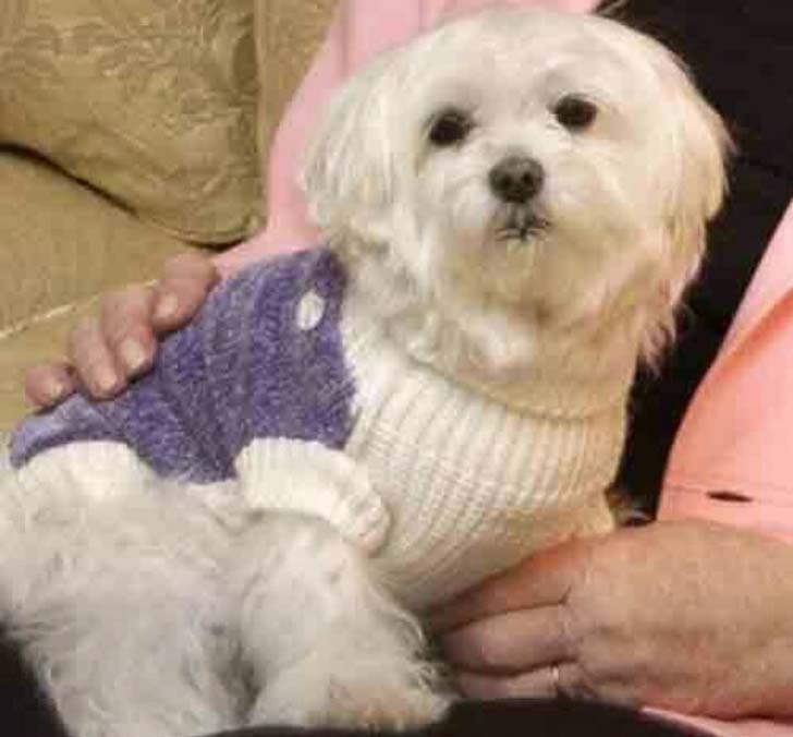 ট্রাবল: <br> 
দেখতে পুঁচকে। সম্পত্তিতে নয়। শিল্পপতি লিওনা হেল্মসলে ছিলেন জাতে মালটেস টেরিয়র ট্রাবলের মালকিন। <br> যিনি তাঁর পোষ্যের জন্য রেখে গিয়েছিলেন ১৬ লক্ষ ডলার।