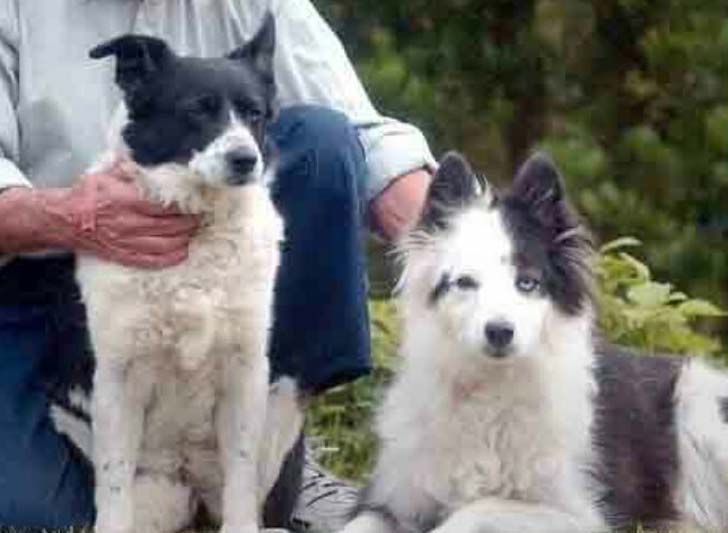 টিনা ও কেট: <br> 
দেখতে নরম সরম, ভোলাভালা। কে বলবে এই যুগলই ৭ লক্ষ ২০ হাজার ডলারের মালিক। মালিক নোরা <br> হার্ডওয়েল এদের যত্নের জন্য রেখে গিয়েছেন এই বিপুল পরিমাণ সম্পত্তি।