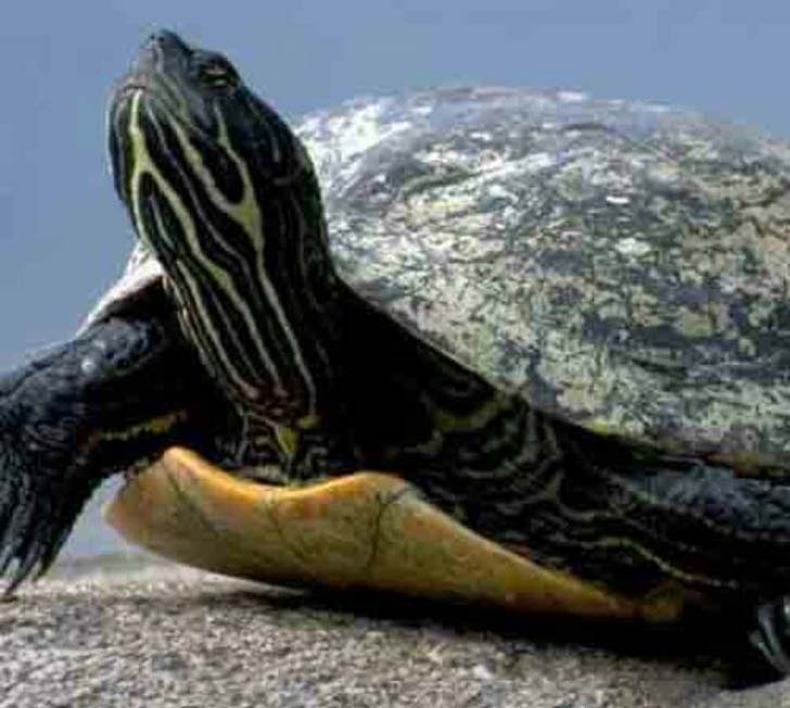 সিলভারস্টোন: <br> 
২ লক্ষ ৭০ হাজার ডলারের মালিক সিলভারস্টোন। ৫০ বছর বয়সের এই কচ্ছপ, বুক শপ টাইকুন ক্রিস্টিনা ফয়লির পোষ্য।<br> সিলভারস্টোনের জন্য উইল করে ২৭ হাজার ডলার রেখে গিয়েছেন ক্রিস্টিনা।