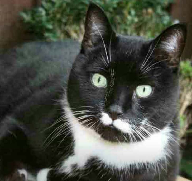 টিঙ্কার: <br> 
১ লক্ষ ৬০ হাজার ডলারের মালিক এই পার্সিয়ান বিড়াল টিঙ্কার। ২০০৩ সালে তার মালকিন মার্গারেট লিনি ৮৯ বছর <br> বয়সে মারা যান। তারপর থেকেই মার্গারেটের সমস্ত সম্পত্তির মালিক টিঙ্কার।