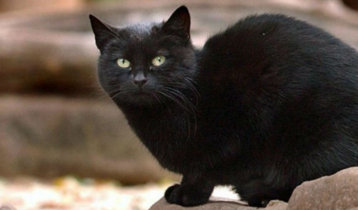 তোমাসিনো: <br> 
শিল্পপতি মারিয়া আসুন্টার প্রিয় পোষ্য ছিল তোমাসিনো। মারা যাওয়ার আগে তাই তোমাসিনোর দেখাশোনার <br> জন্য প্রায় দেড় কোটি ডলার রেখে গিয়েছিলেন তিনি।