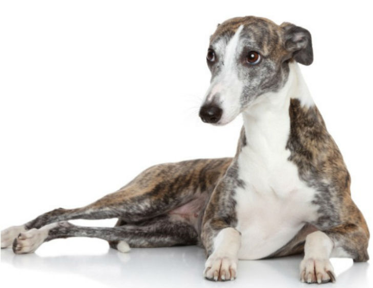 জাসপার: <br> 
ল্যাব্রাডর-ডোবারম্যানের মিশ্র প্রজাতির জাসপারকে দত্তক নিয়েছিলেন তাঁর মালকিন ডায়না মেবুর্গ। ৭৪ বছর বয়সে <br> ডায়না যখন মারা যান তখন ৫০ হাজার ডলারের মালিক হয় জাসপার।