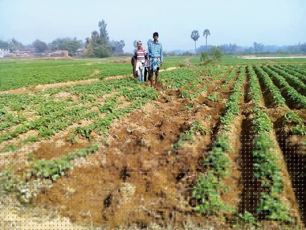 Crops damage by elephants attack
