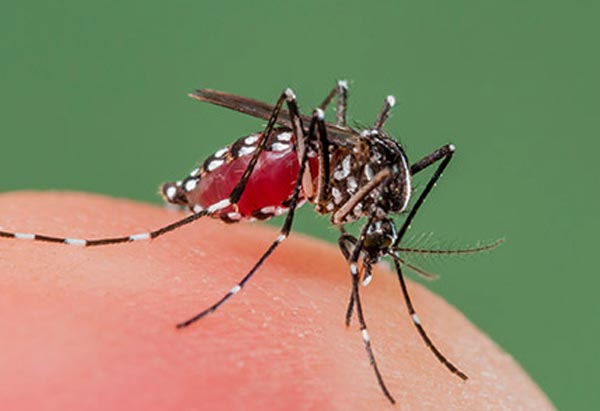 Dengue infestation increases allegedly