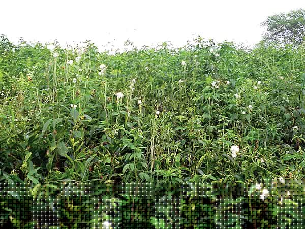 Appeal from the Tea industry to include cleaning of tea gardens under 100 days work