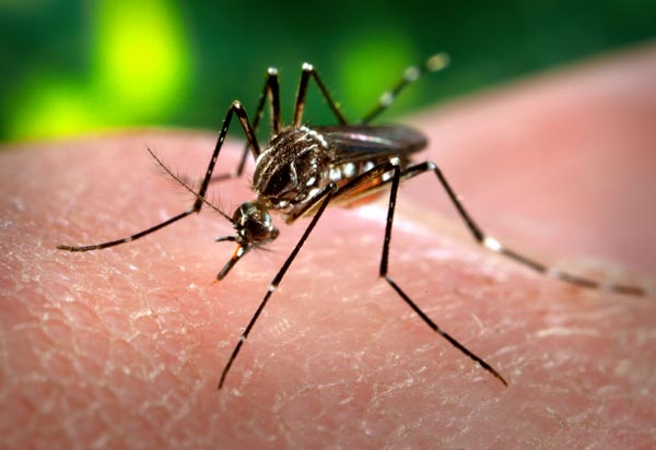 Municipal authorities are also in fear for Dengue
