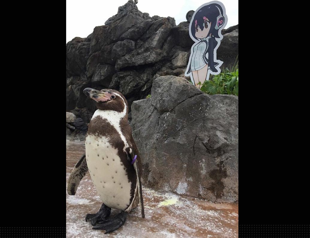 গ্রাপে ওই চিড়িয়াখানার এক মহিলা পেঙ্গুইন মিদোরির প্রেমে পড়েছিল। দশ বছর ধরে ছিল সেই সম্পর্ক।