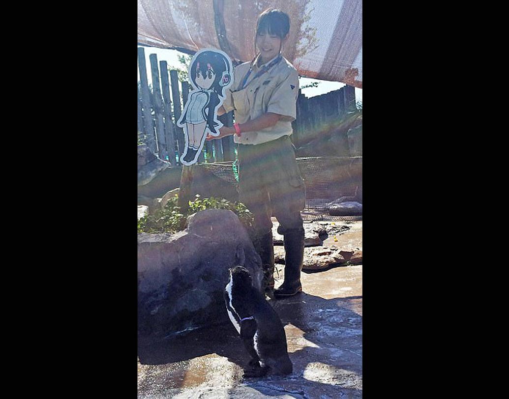 সেই সময় ওই চিড়িয়াখানায় ‘কেমোনো ফ্রেন্ডস’ কার্টুন সিরিজের এক মহিলা চরিত্র হুলুলু’র কাটআউট বসানো হয়।