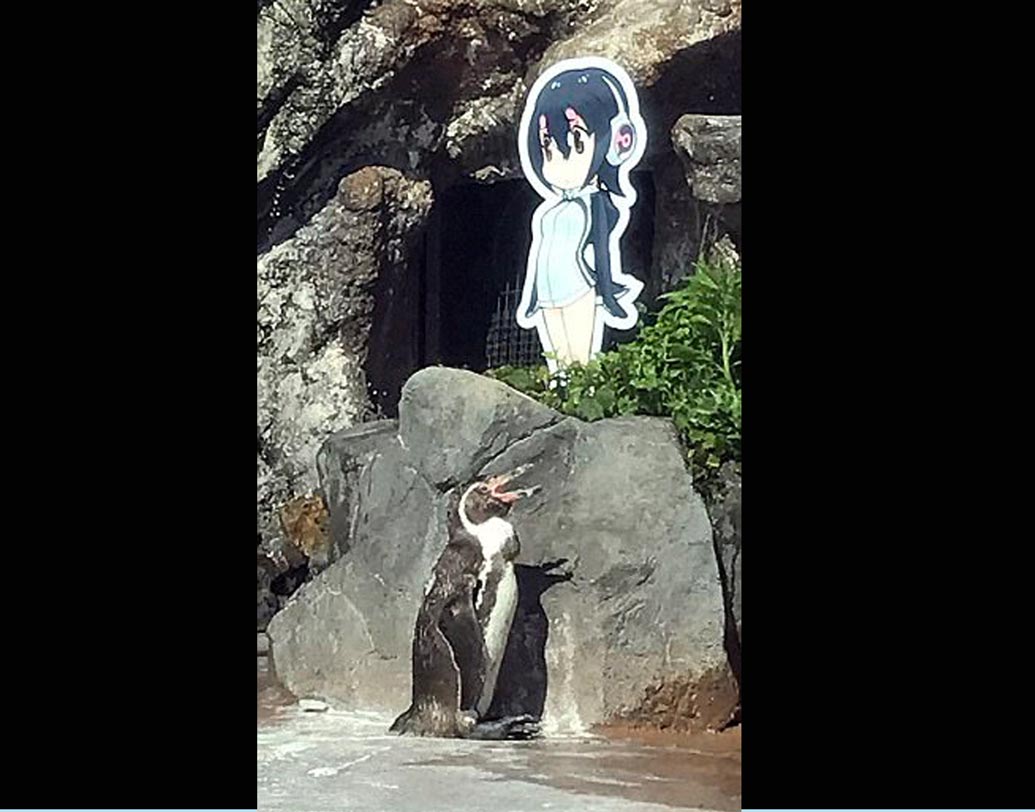 ওই চিড়িয়াখানার কর্মীরা জানান, পেঙ্গুইনরা কোনও সম্পর্কে গেলে যে ইঙ্গিতগুলো দিয়ে থাকে, যেমন-সঙ্গীর পাশে গিয়ে ডানা ঝাপটা দেওয়া, উপরের দিকে ঠোঁটটা উপর দিকে তুলে ডাক দেওয়া, ঠিক সেগুলিই করছিল গ্রাপে।