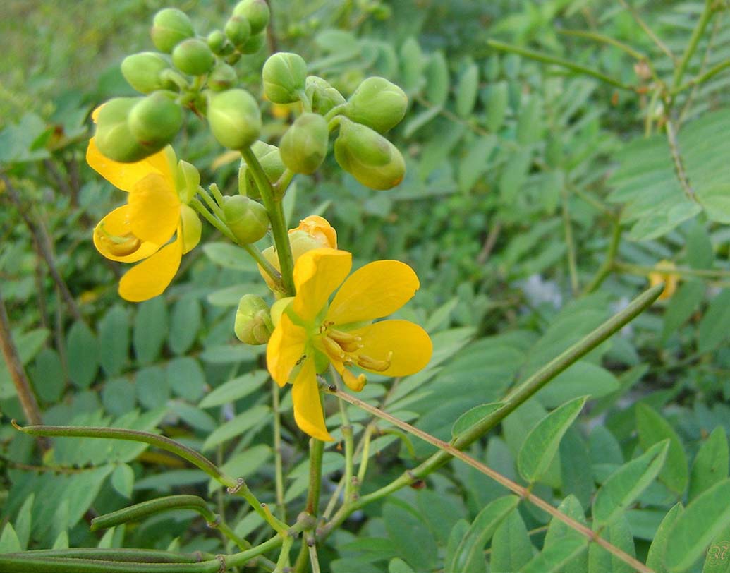 কালকাসুন্দে।