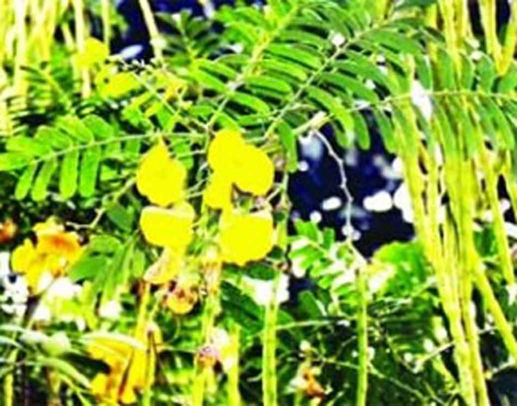 জয়ন্তী।