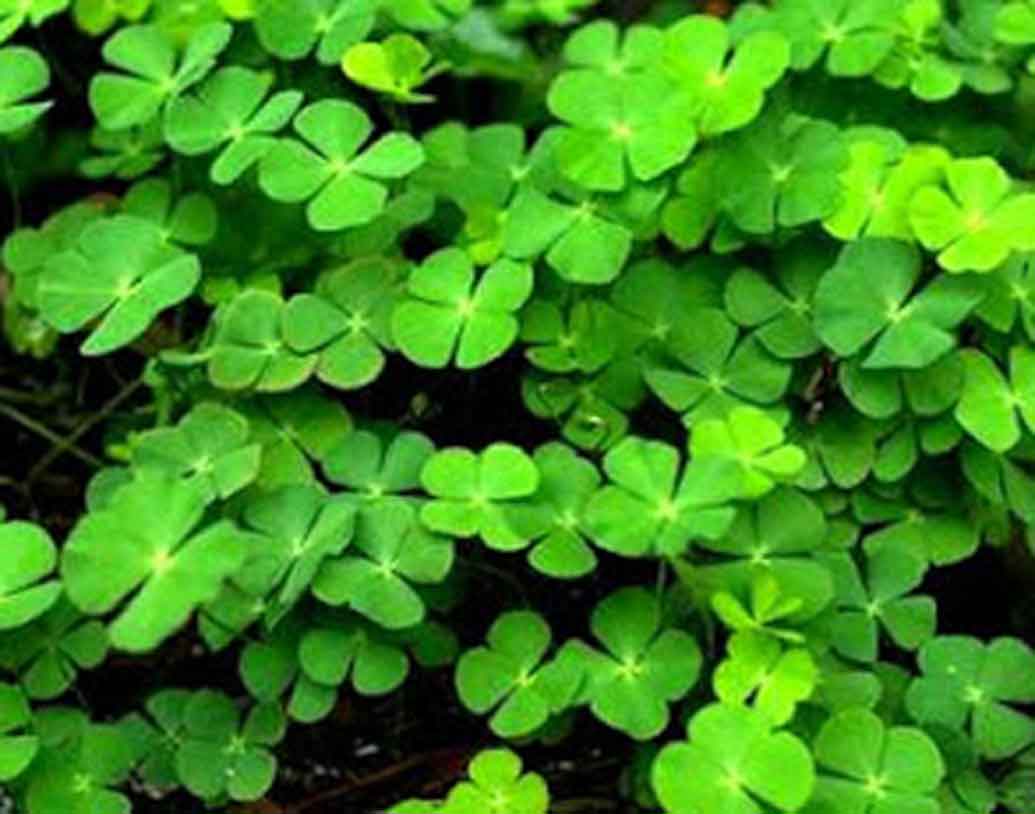 শালিঞ্চা বা শাঞ্চে।